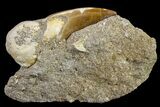 Mosasaur (Eremiasaurus) Tooth In Rock - Morocco #161188-1